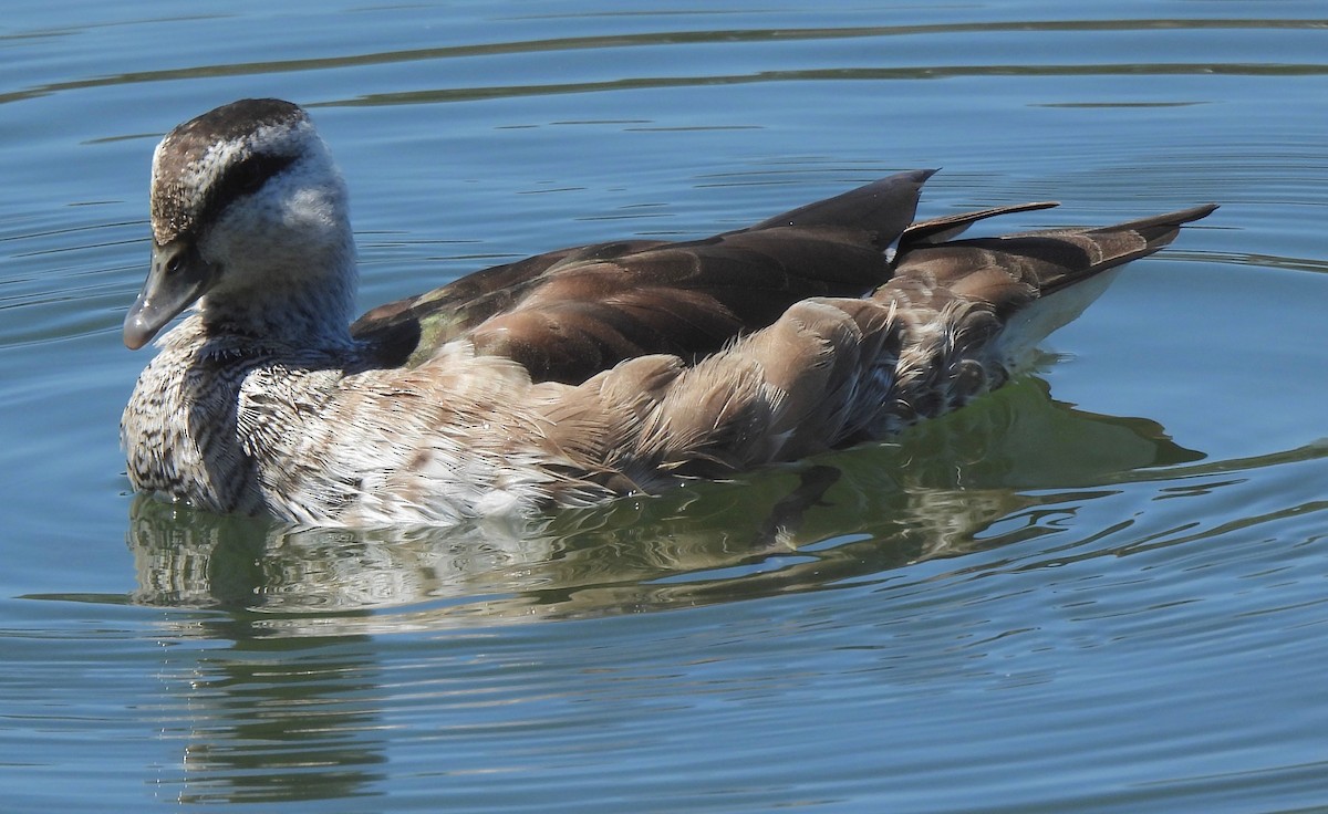 Cotton Pygmy-Goose - ML609848006