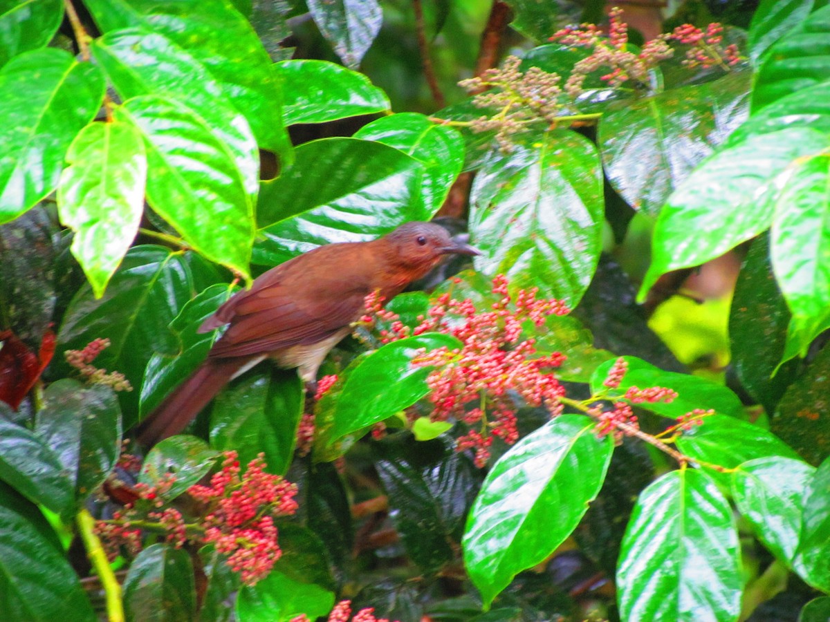 Bulbul de Guimaras - ML609848011