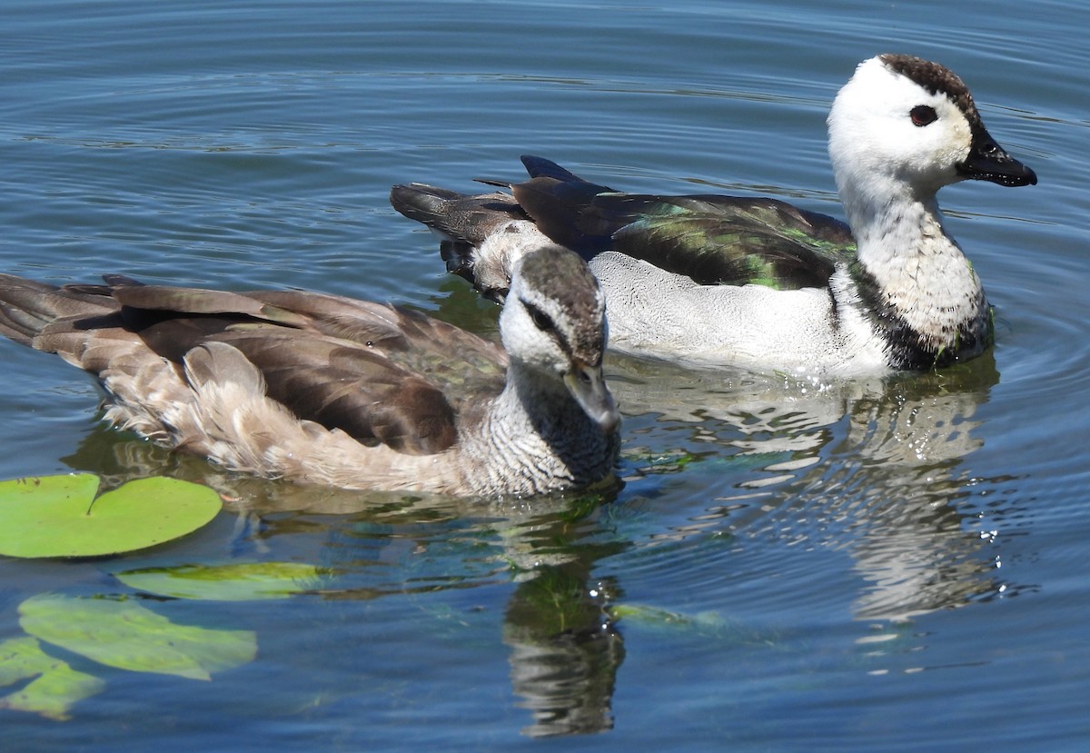 Cotton Pygmy-Goose - ML609848017