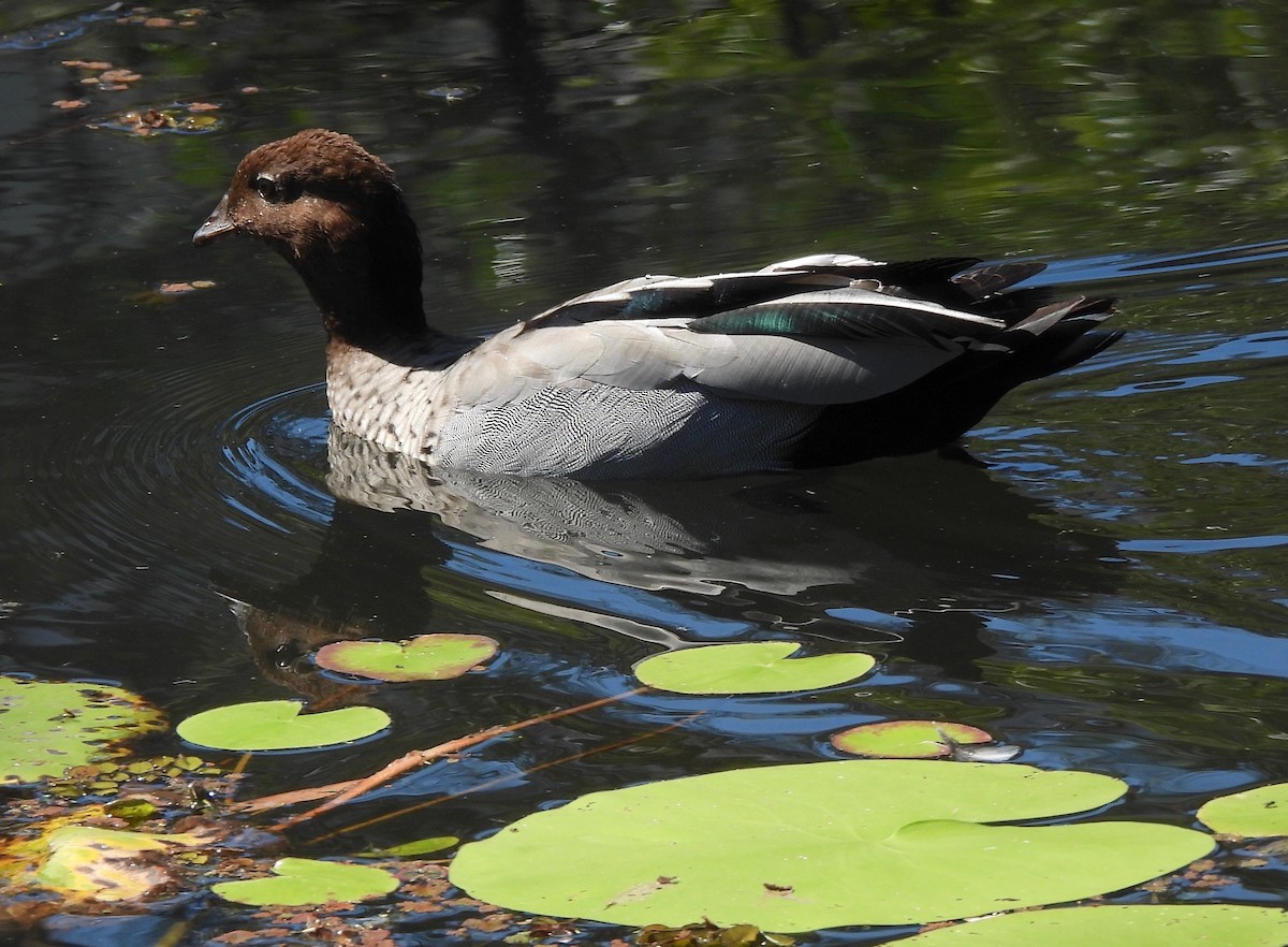 Maned Duck - ML609848025