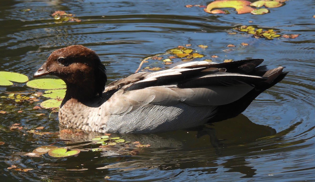 Maned Duck - ML609848027