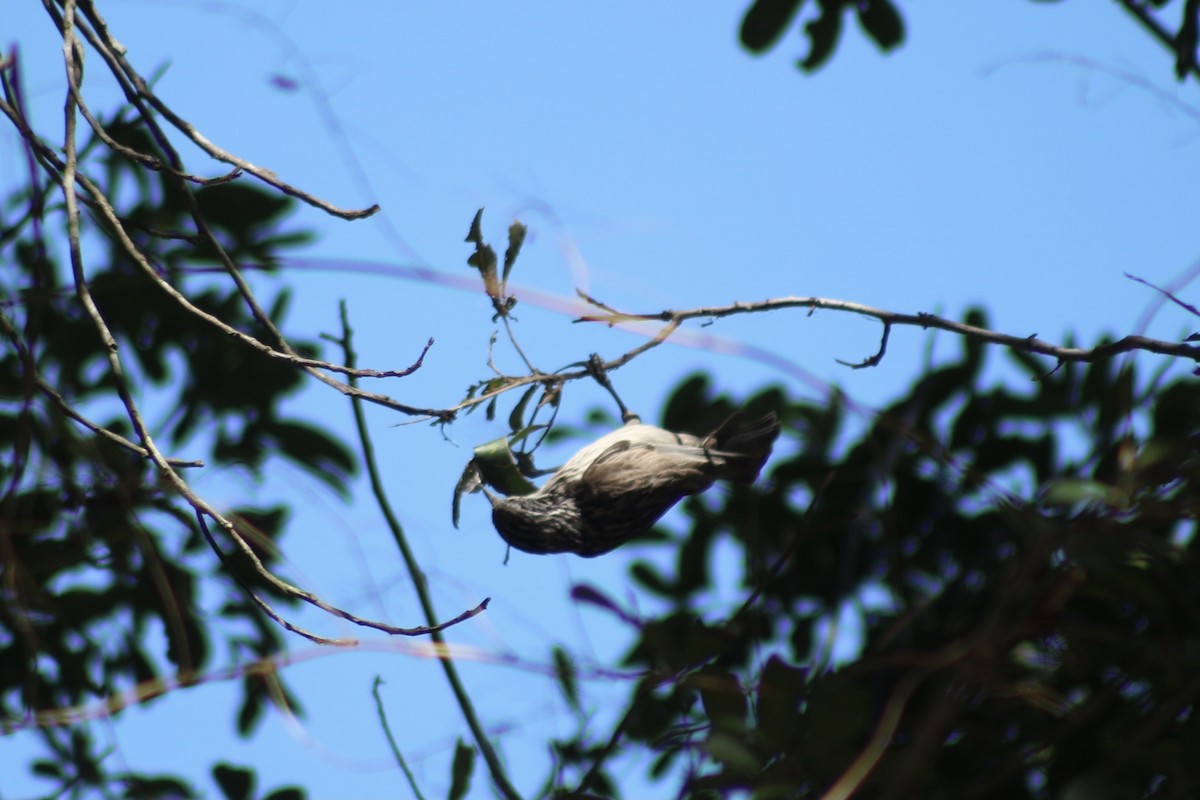 Striped Honeyeater - ML609848029