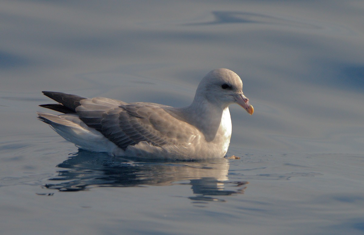 Northern Fulmar - Curtis Marantz