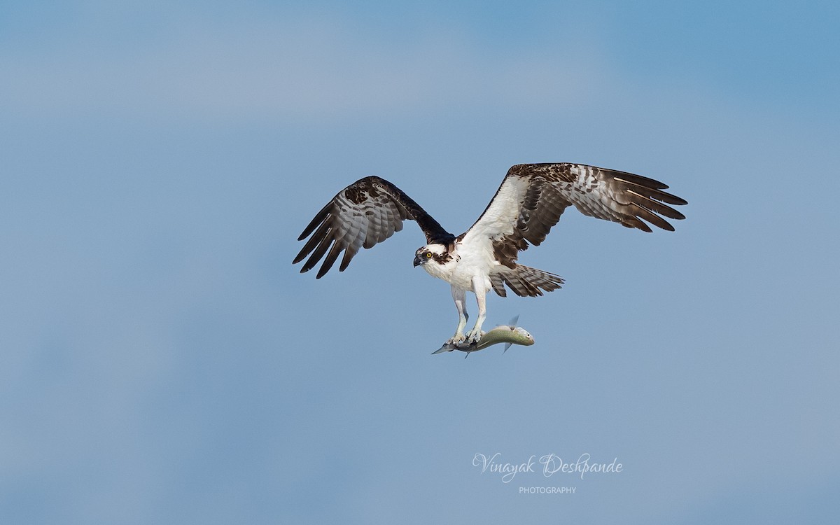 Osprey - Vinayak Deshpande