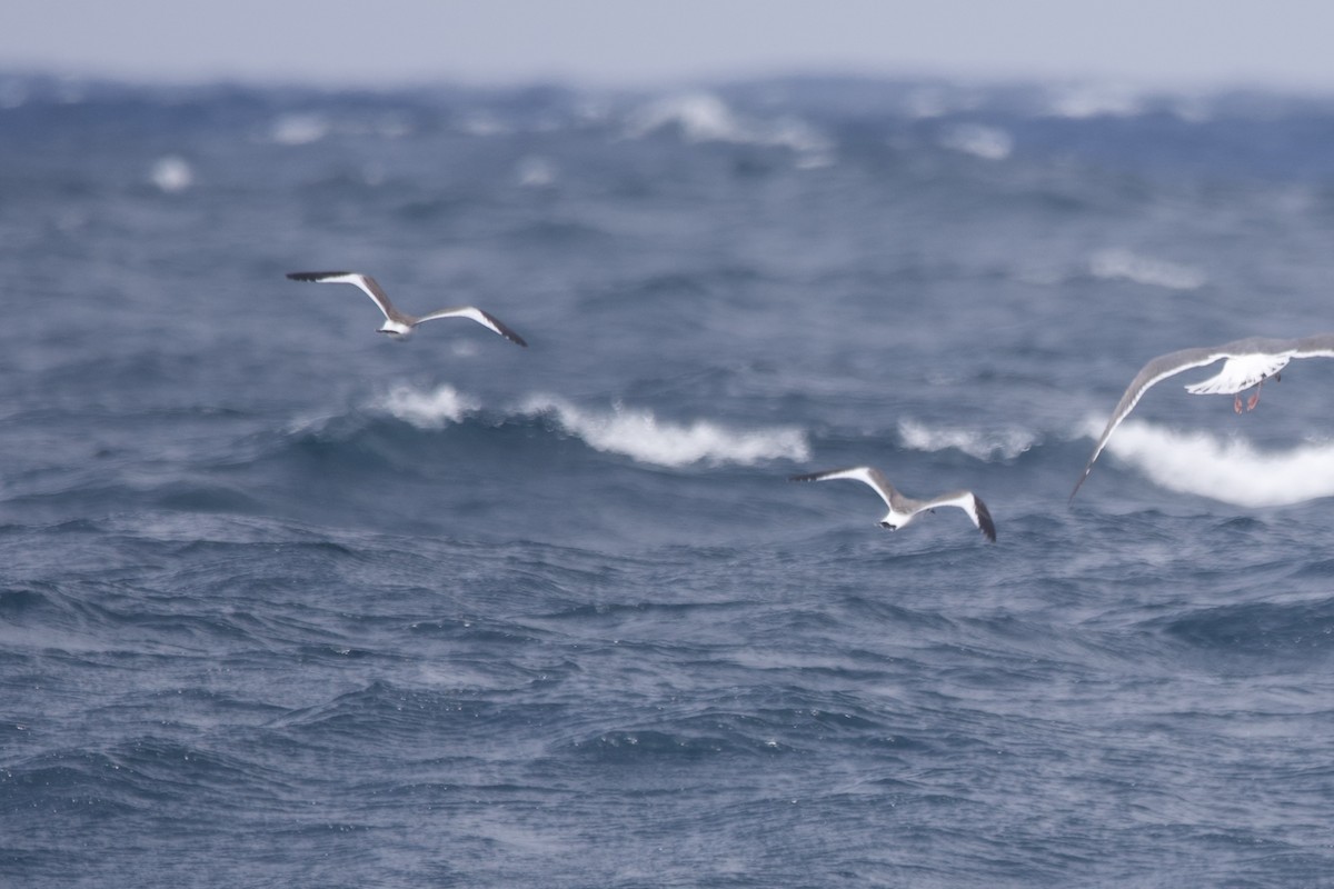 Sabine's Gull - Greg Hertler