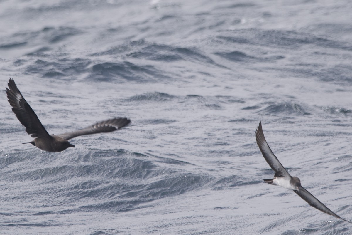 South Polar Skua - Greg Hertler