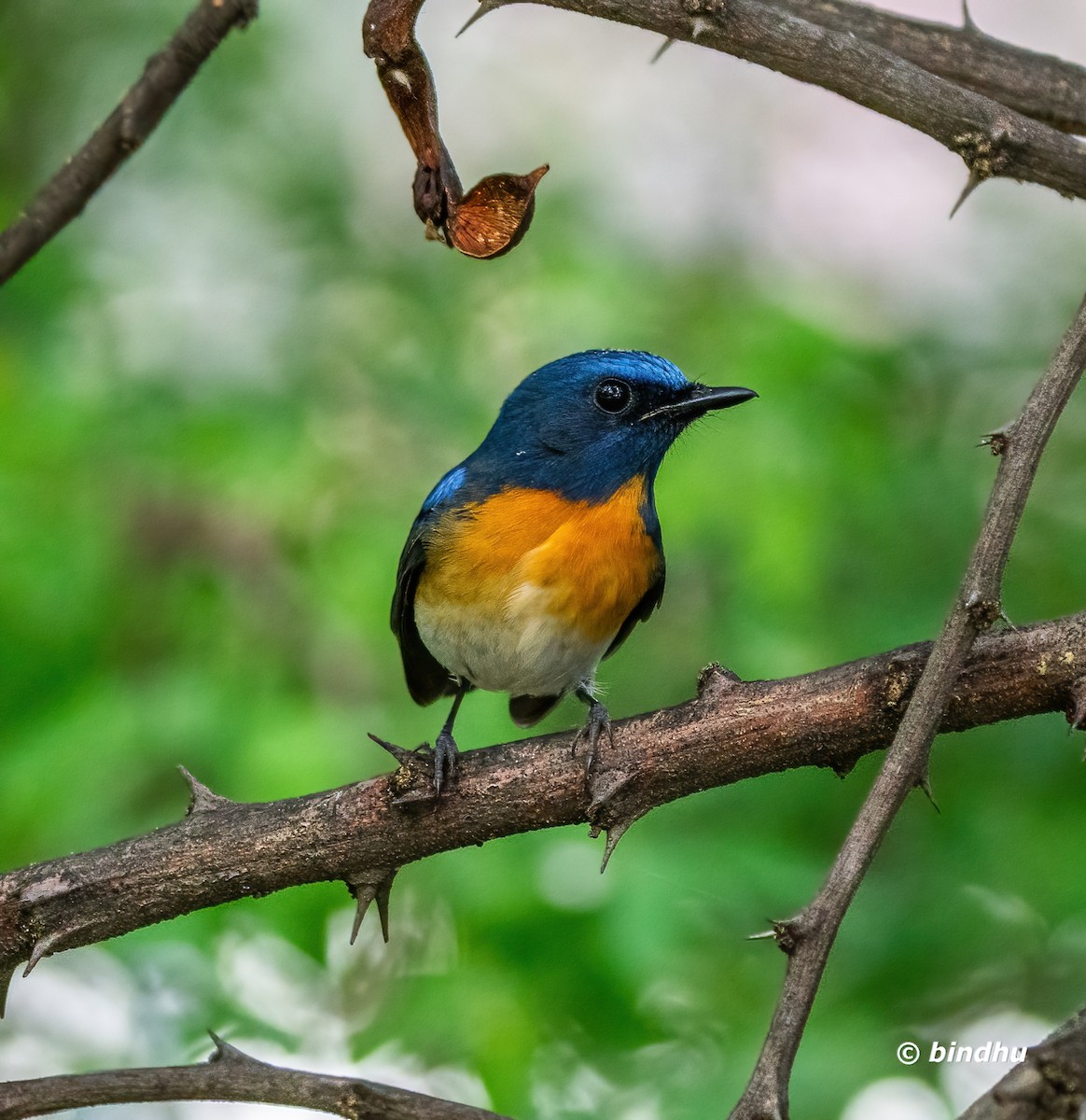 Blue-throated Flycatcher (Notch-throated)- - ML609848159