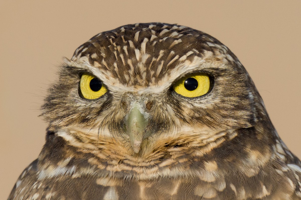 Burrowing Owl - Vinayak Deshpande