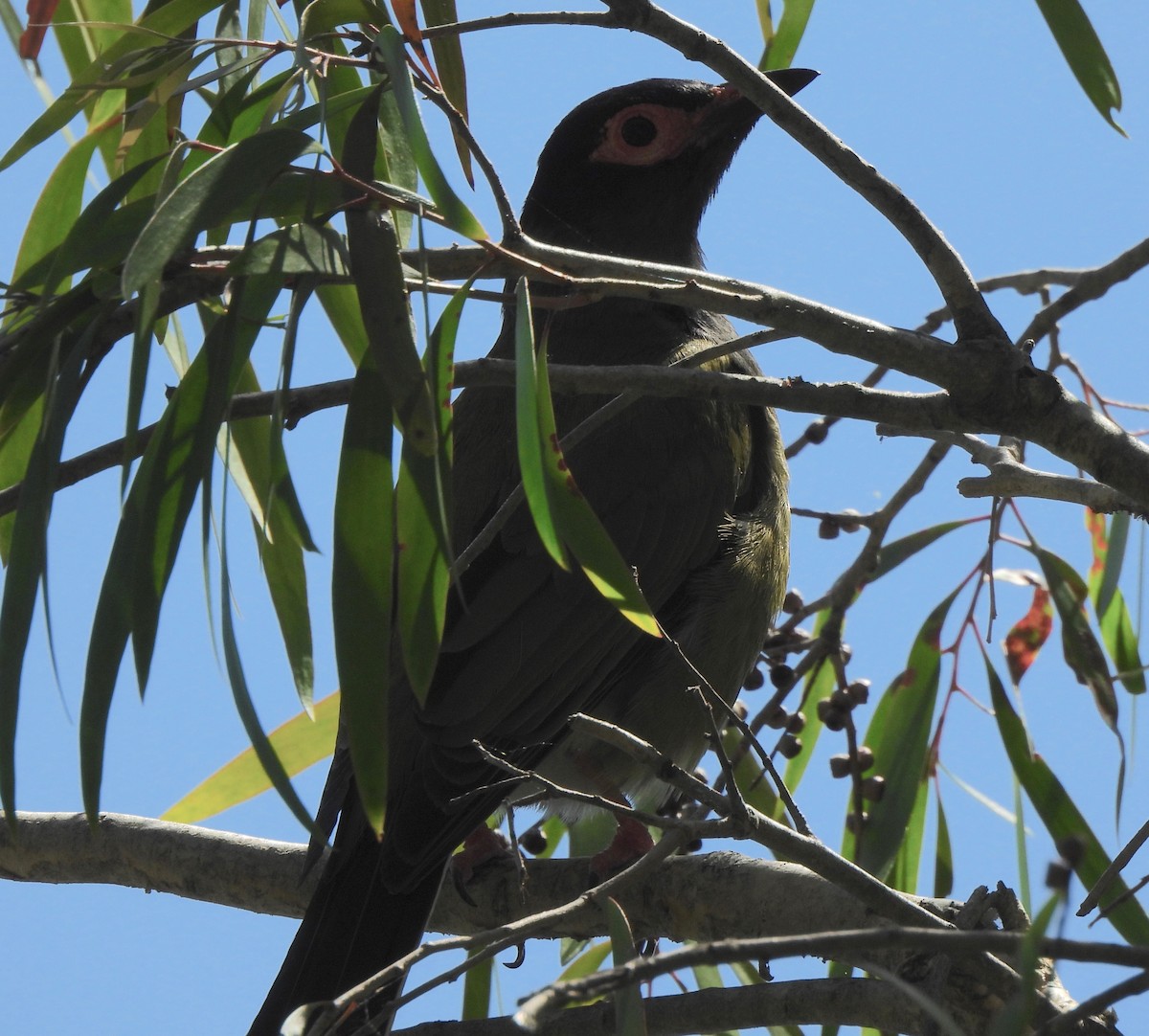 Australasian Figbird - ML609848179