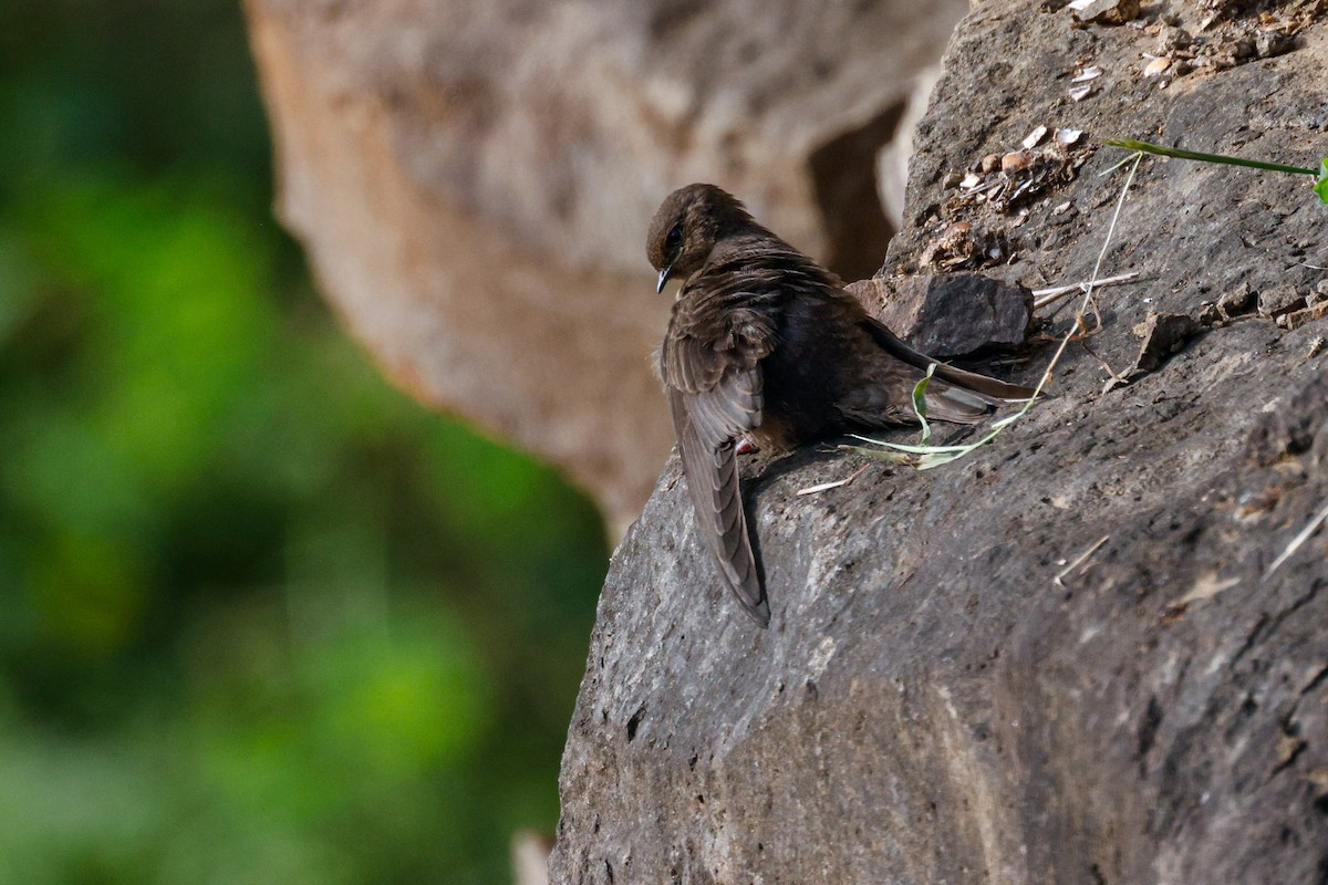 Dusky Crag-Martin - Adil Ali