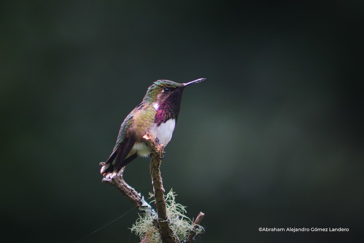 Wine-throated Hummingbird - ML609848186
