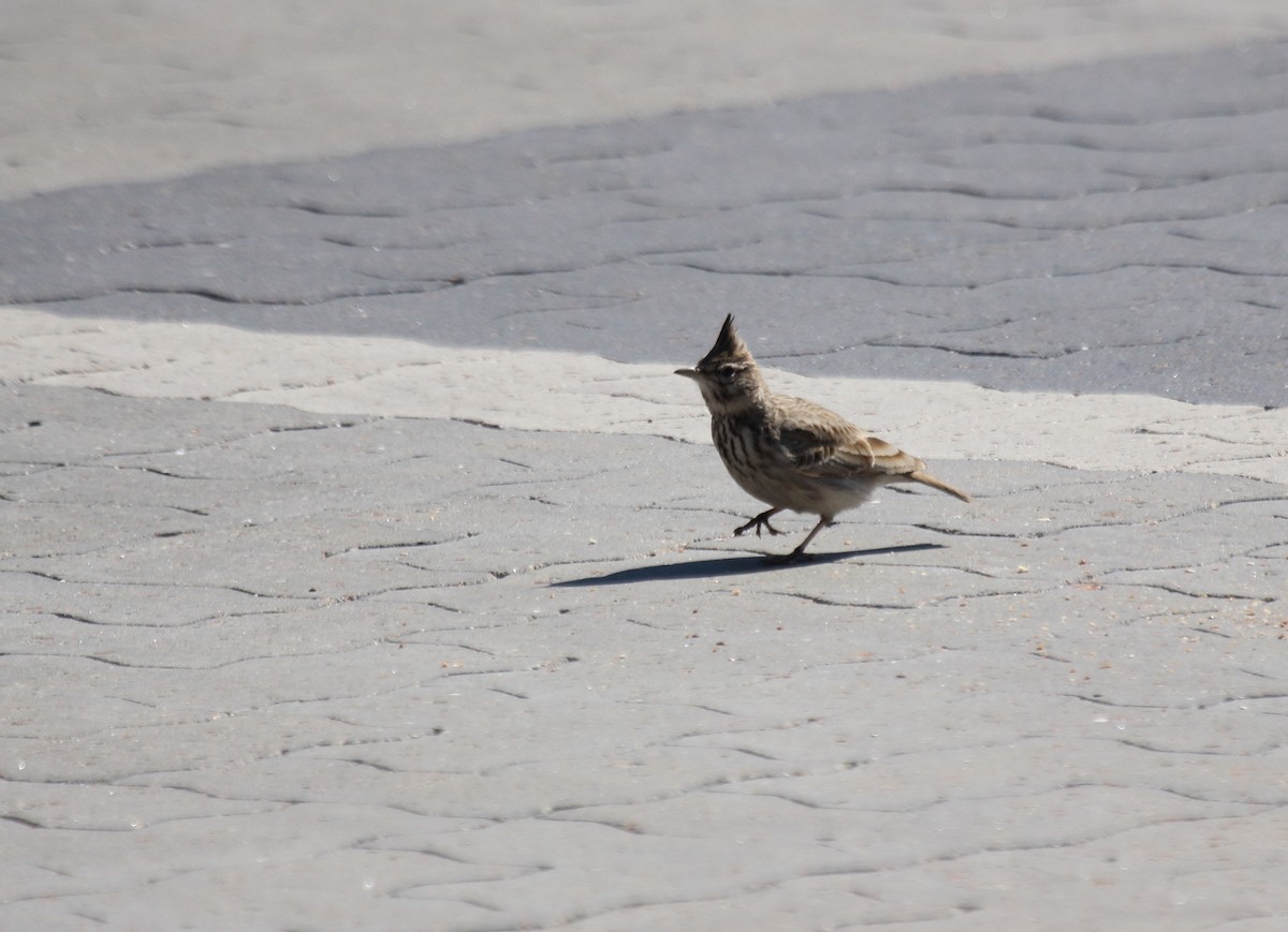 Crested Lark - ML609848200