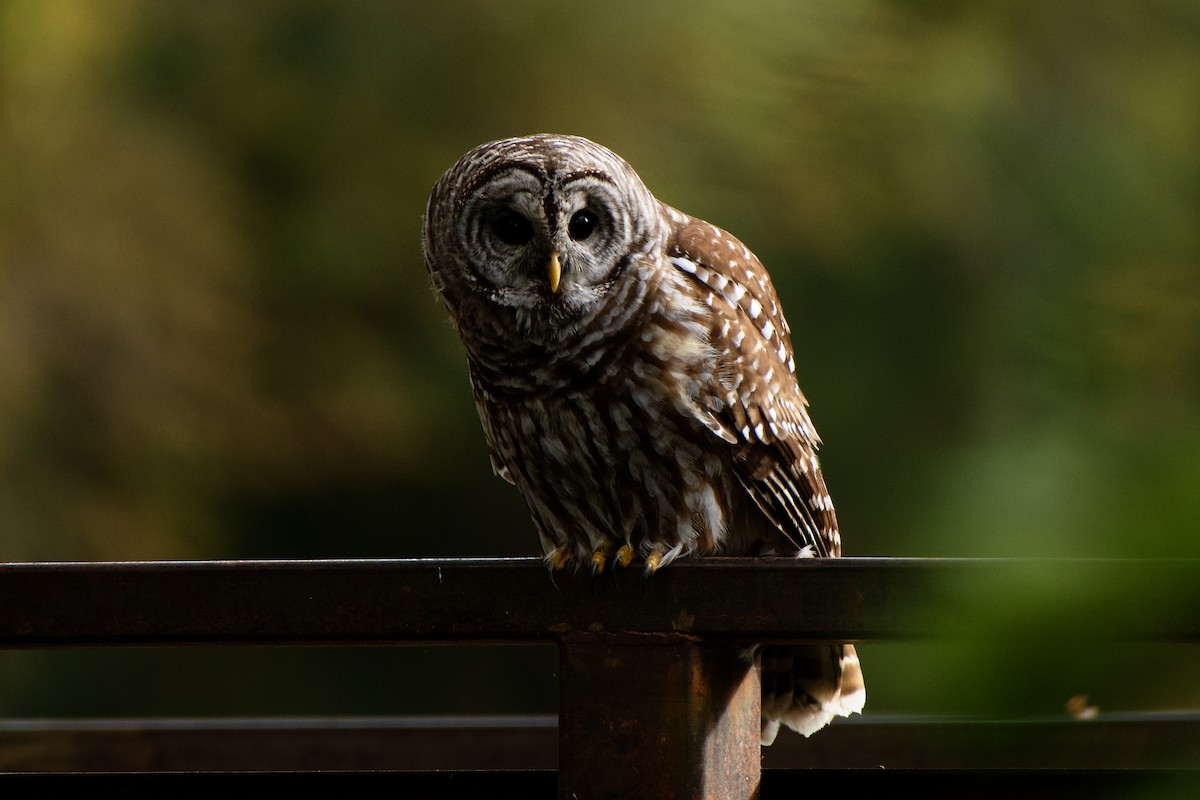 Barred Owl - ML609848237