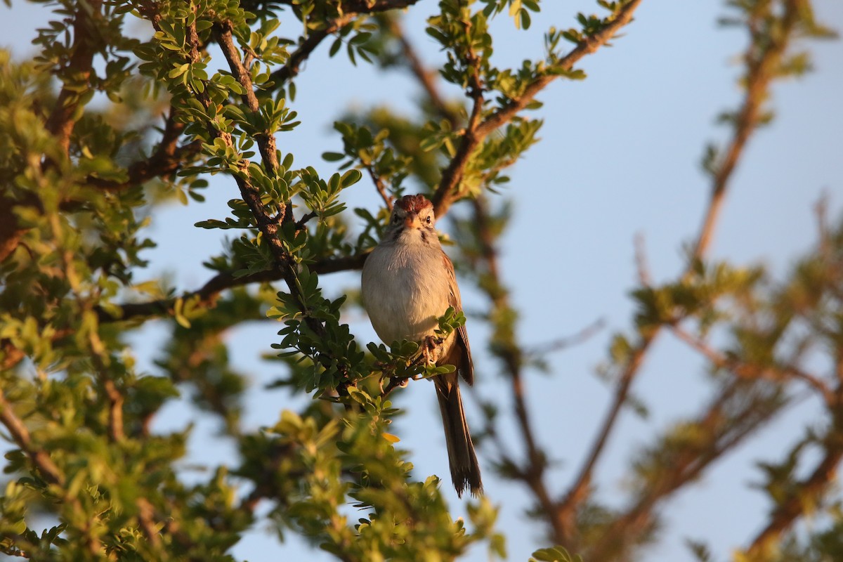 Rufous-winged Sparrow - ML609848276