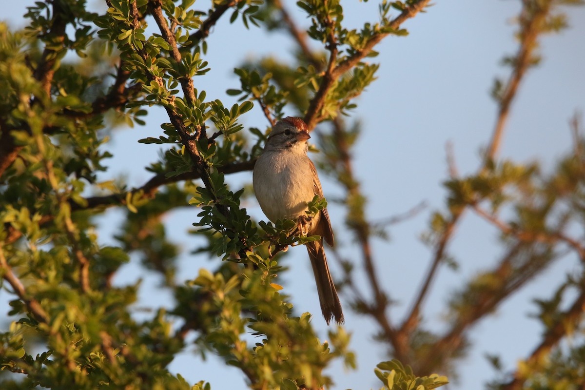 Rufous-winged Sparrow - L. Ernesto Perez Montes (The Mexican Violetear 🦉)