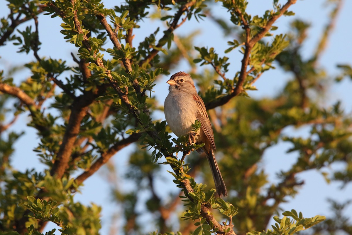 Rufous-winged Sparrow - ML609848280