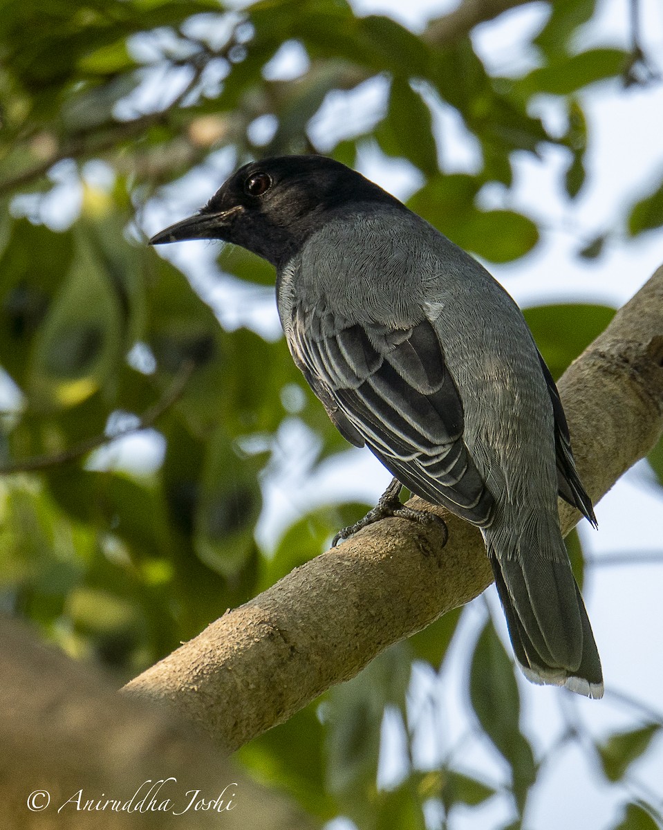 Black-headed Cuckooshrike - Aniruddha Joshi