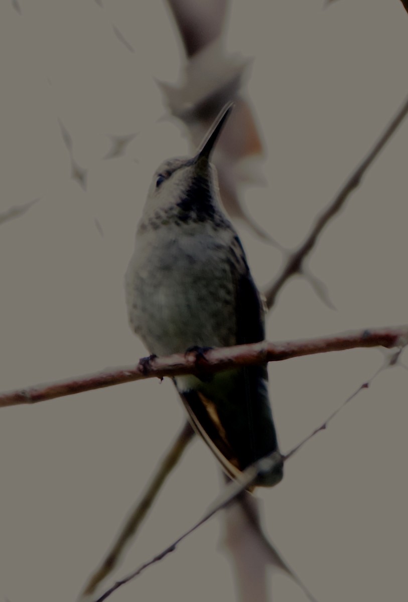 Anna's Hummingbird - ML609848379