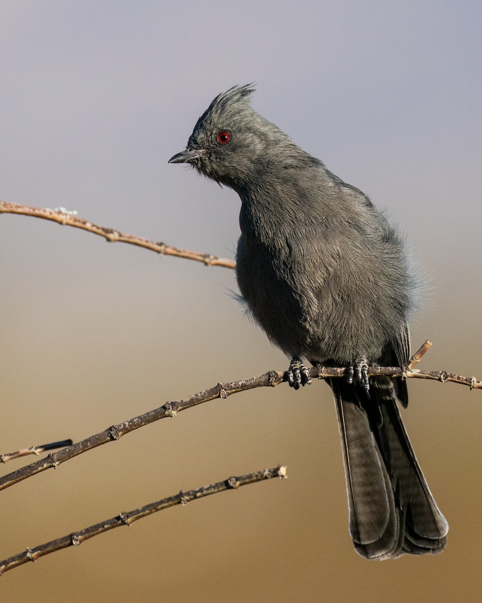 Phainopepla - Vinayak Deshpande