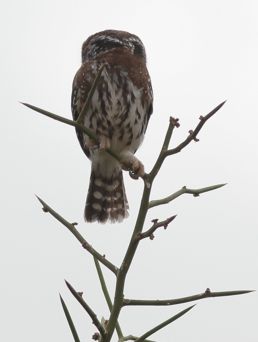 Pearl-spotted Owlet - Manjusha Savant