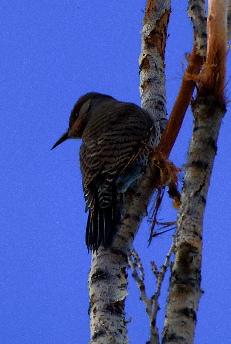 Northern Flicker (Yellow-shafted x Red-shafted) - ML609848536
