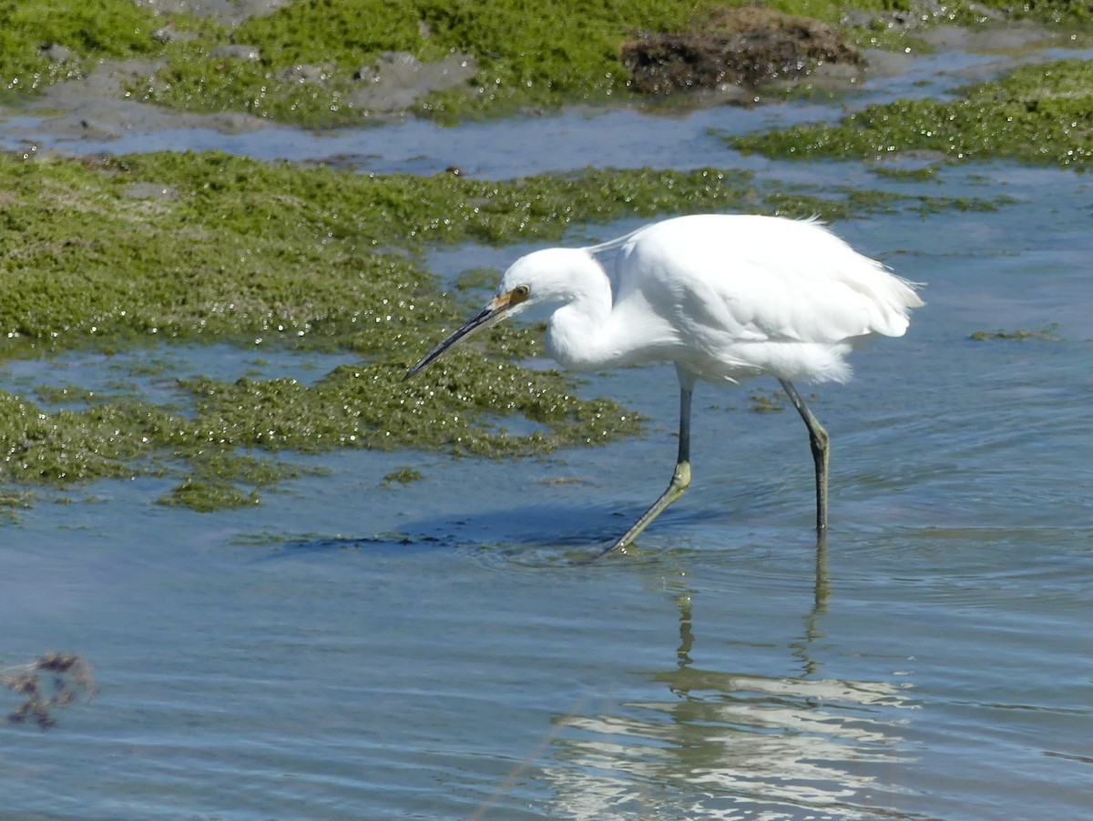 Aigrette garzette - ML609848540