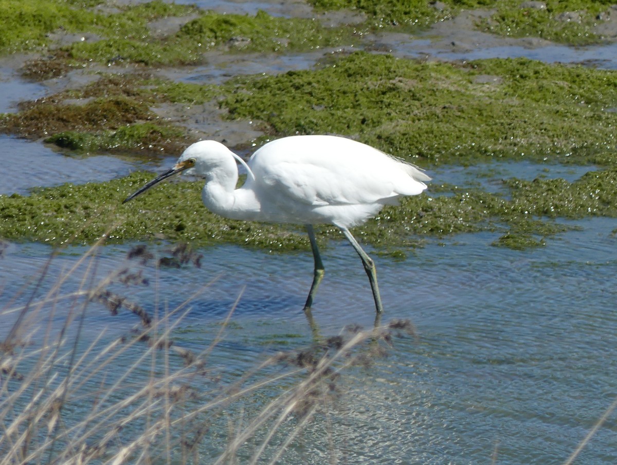 Little Egret - Peter and Charmaine Field