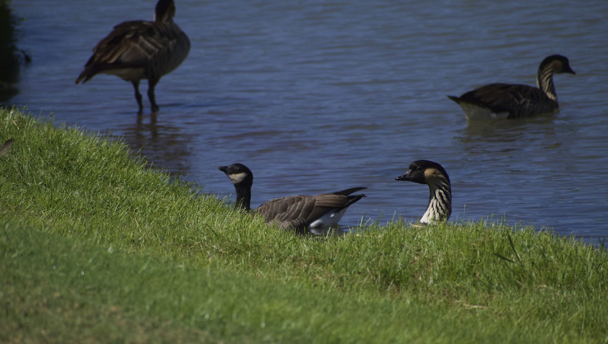 Cackling Goose - ML609848637