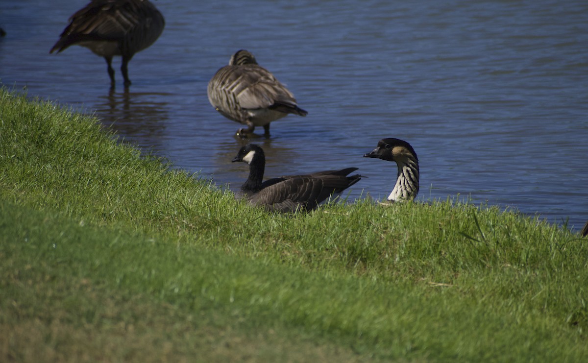 Cackling Goose - ML609848640