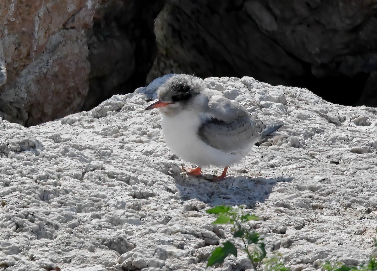 Arctic Tern - ML609848700