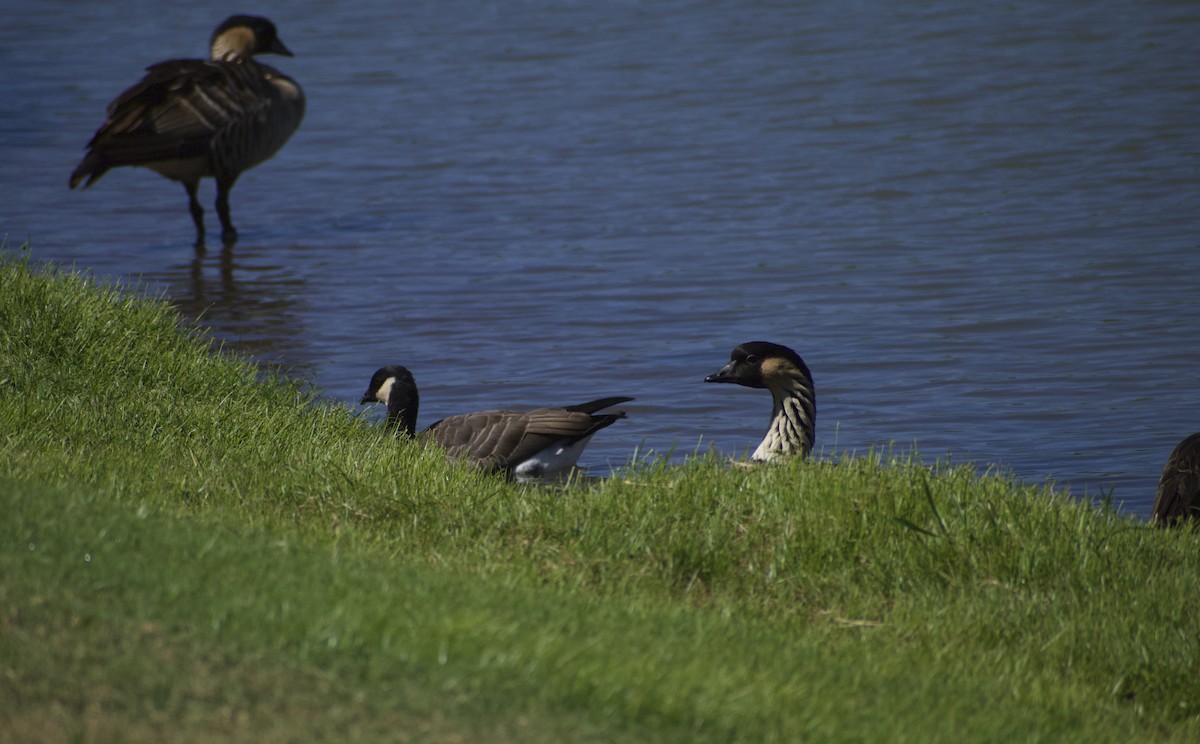 Cackling Goose - Keane Sammon