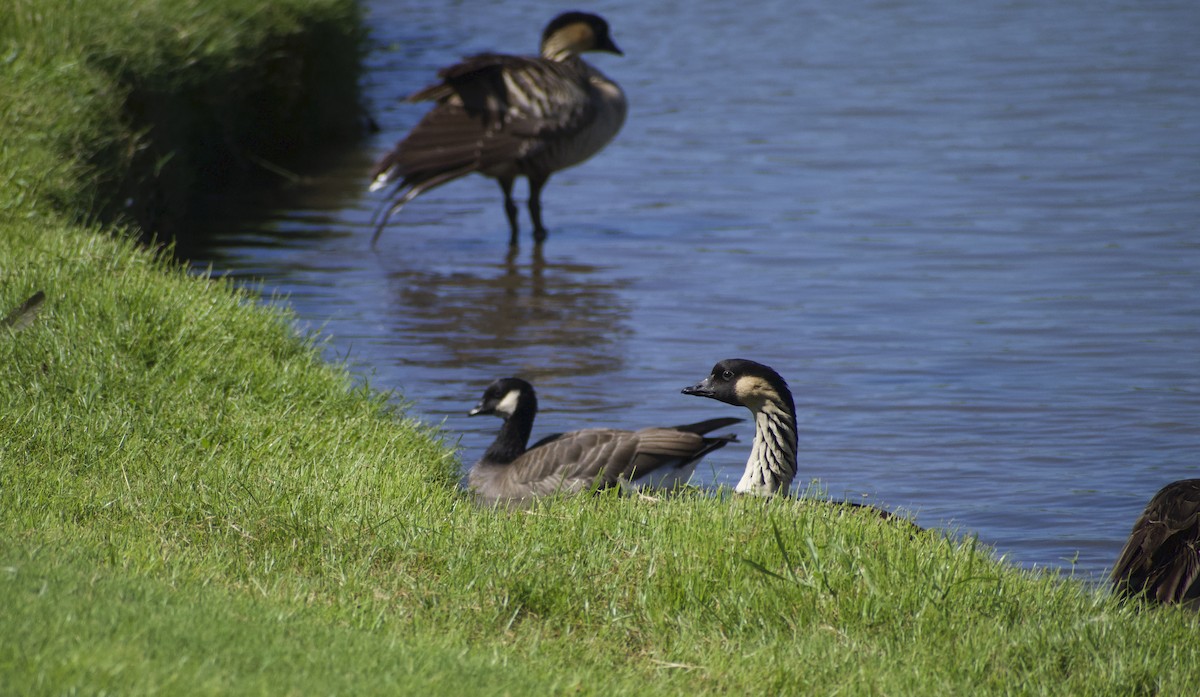 Cackling Goose - ML609848796