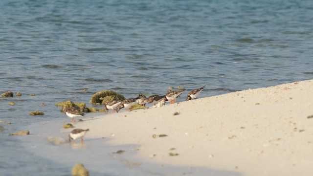 Ruddy Turnstone - ML609848827