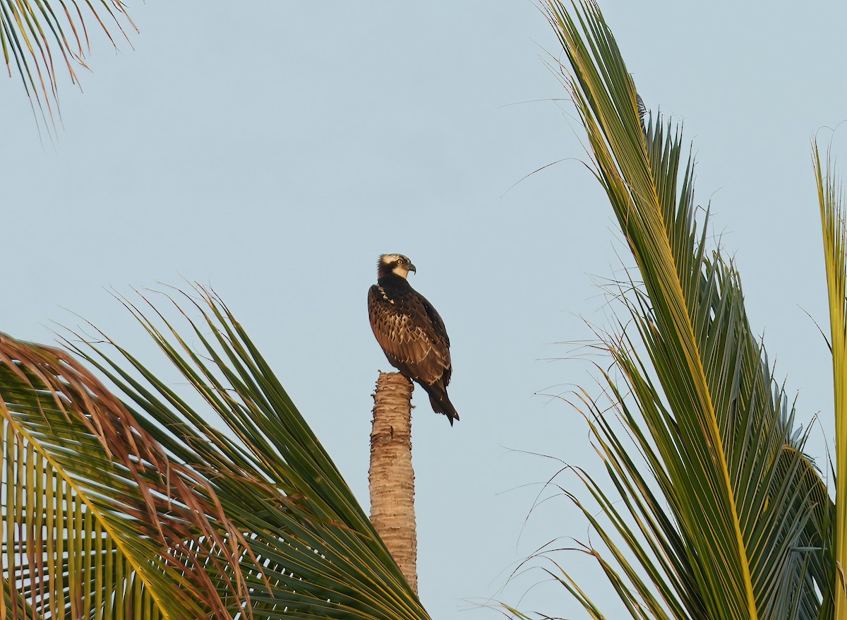 Balbuzard pêcheur - ML609848840