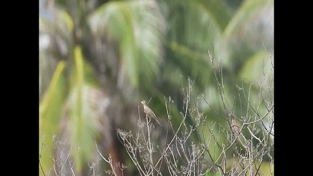 Black-headed Bunting - ML609849020