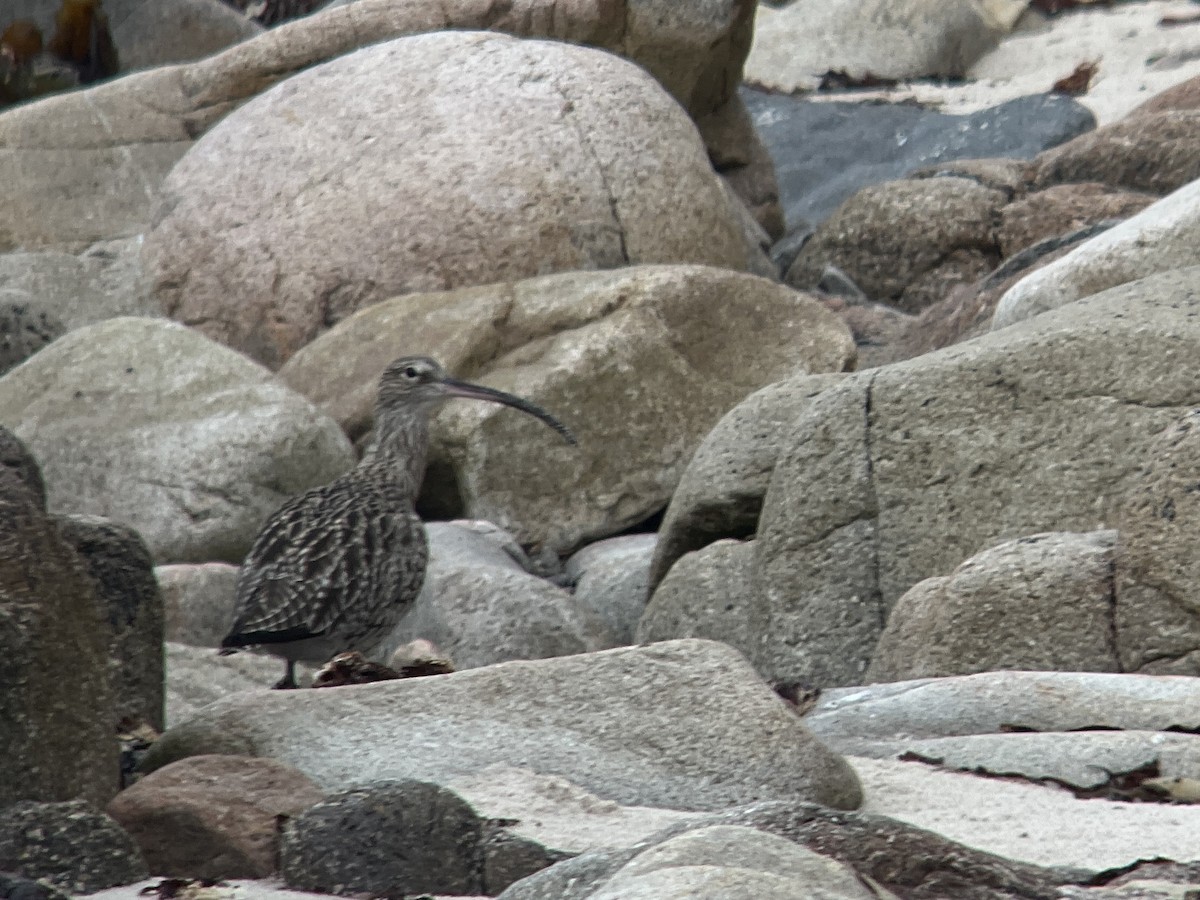 Eurasian Curlew - ML609849052