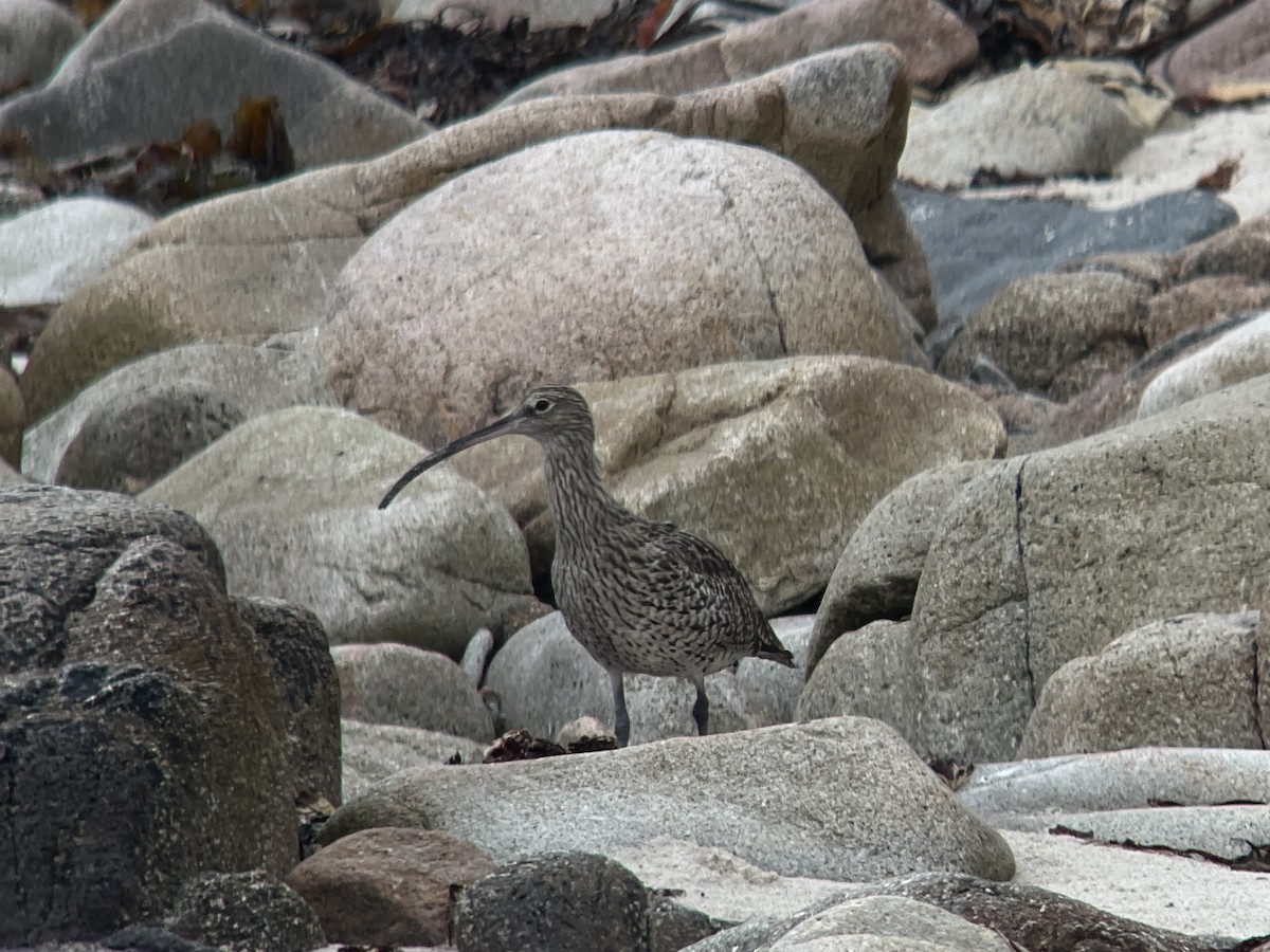 Eurasian Curlew - John Hague