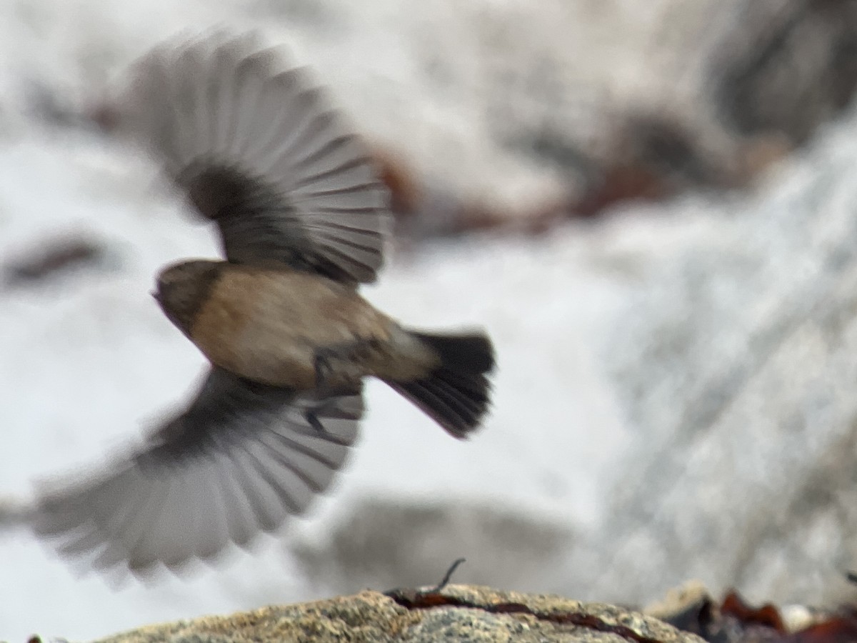 European Stonechat - John Hague