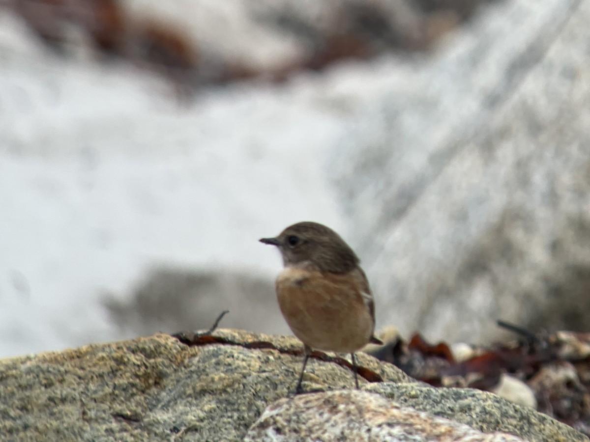 European Stonechat - John Hague