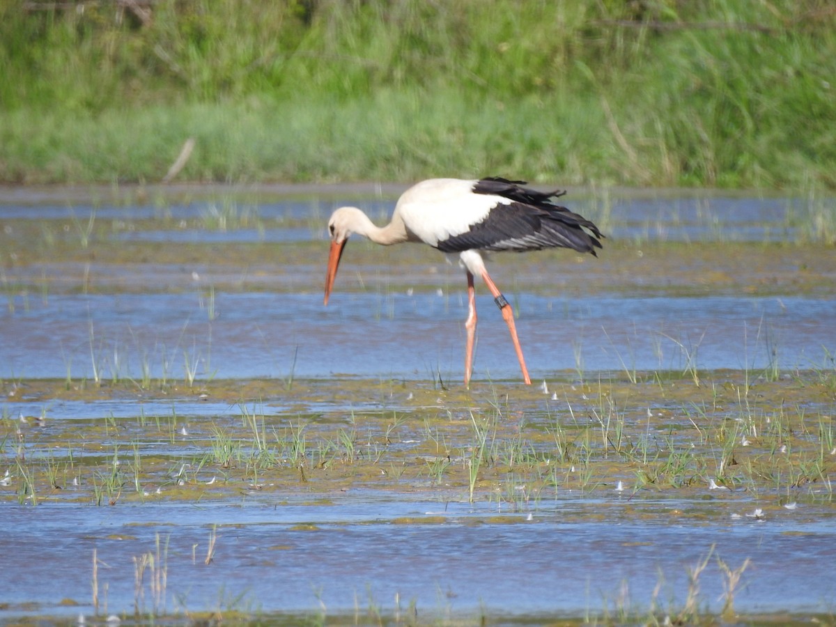 White Stork - ML609849117