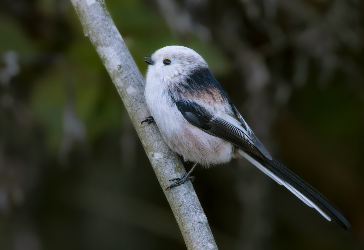 Long-tailed Tit - Lars Petersson | My World of Bird Photography