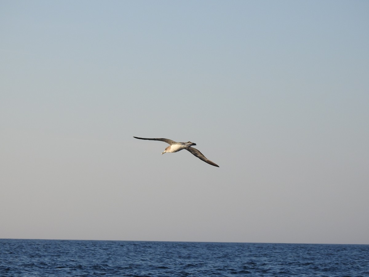 Cory's/Scopoli's Shearwater - ML609849263