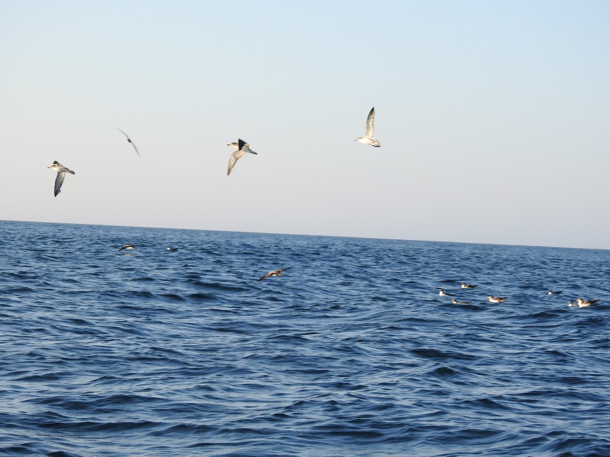 Cory's/Scopoli's Shearwater - ML609849265