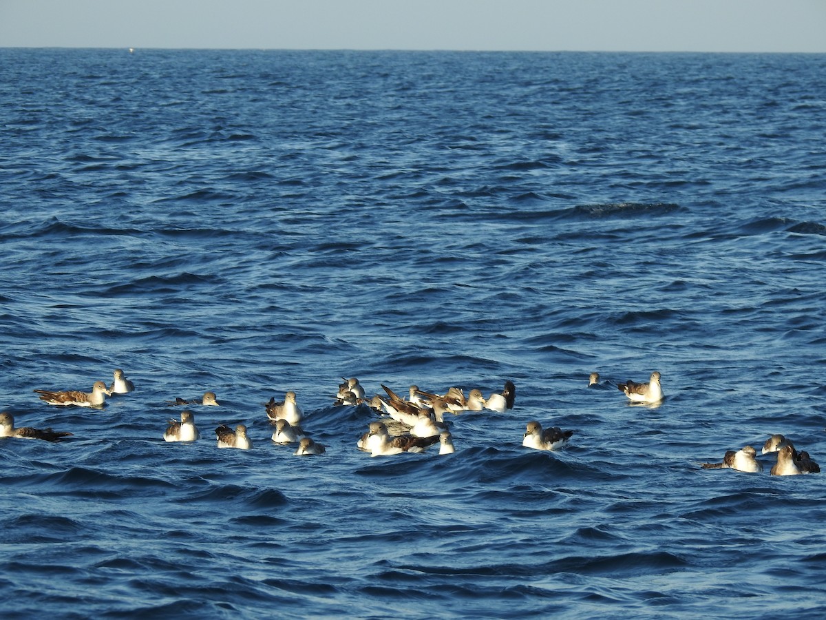 Cory's/Scopoli's Shearwater - ML609849266