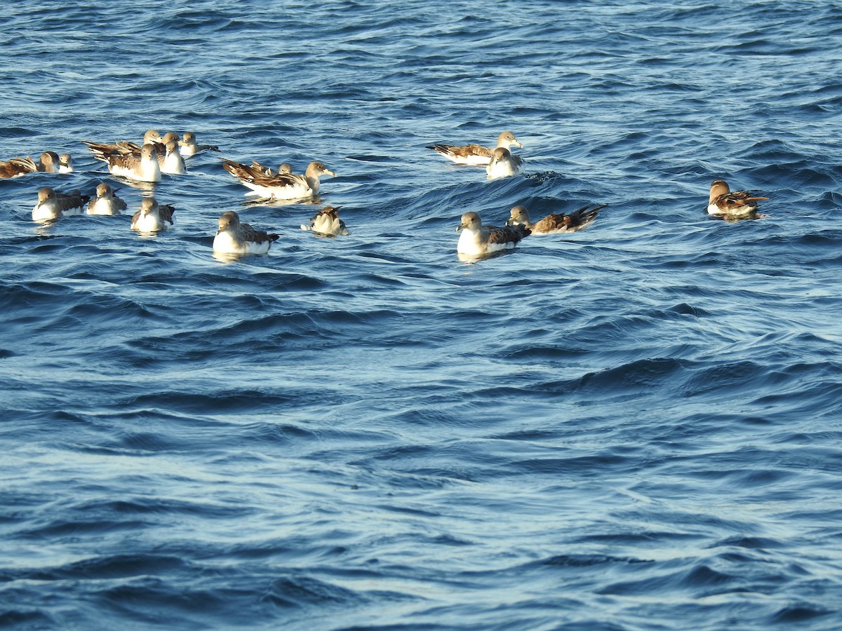 Cory's/Scopoli's Shearwater - ML609849267