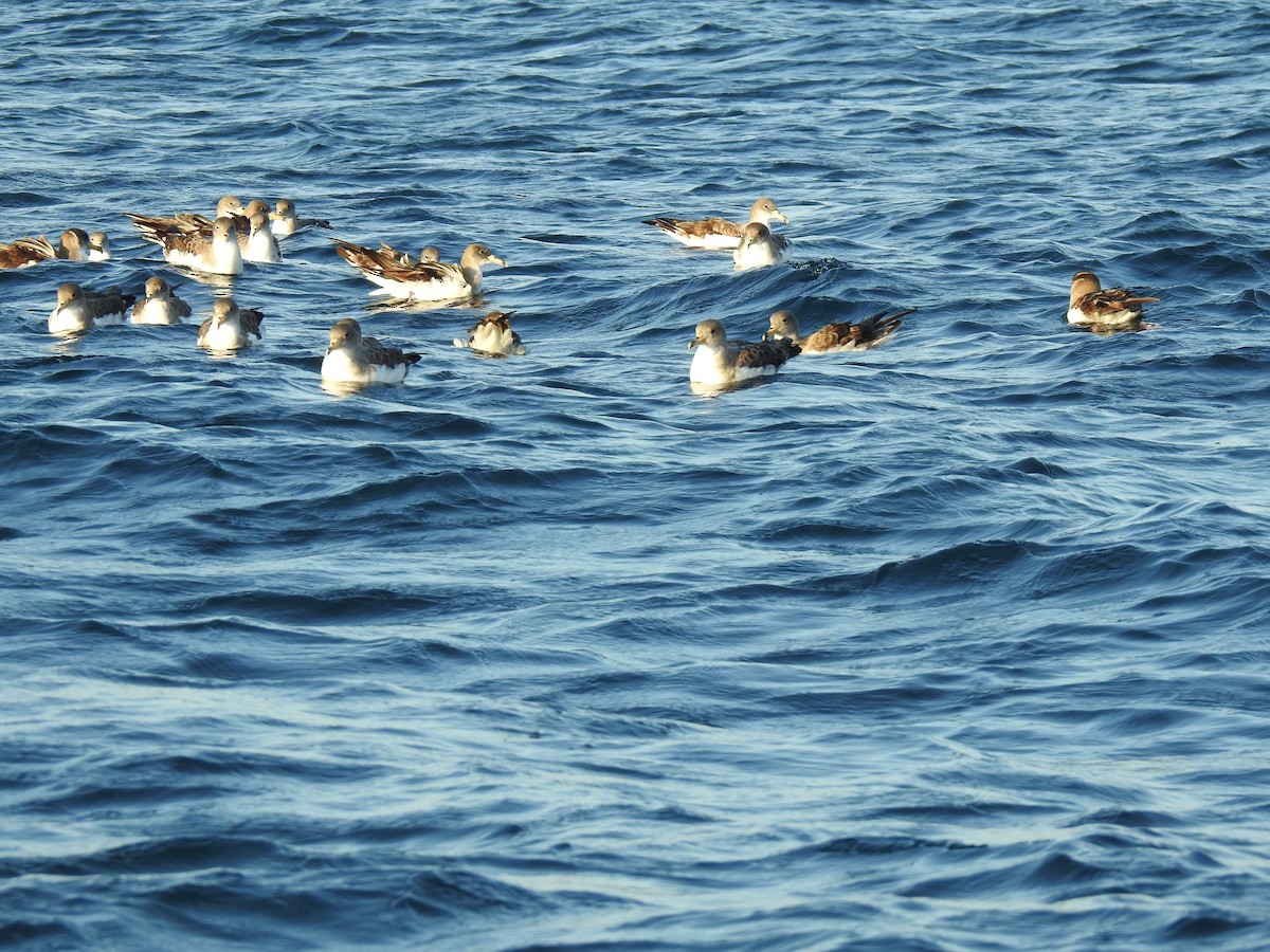 Cory's Shearwater - ML609849267