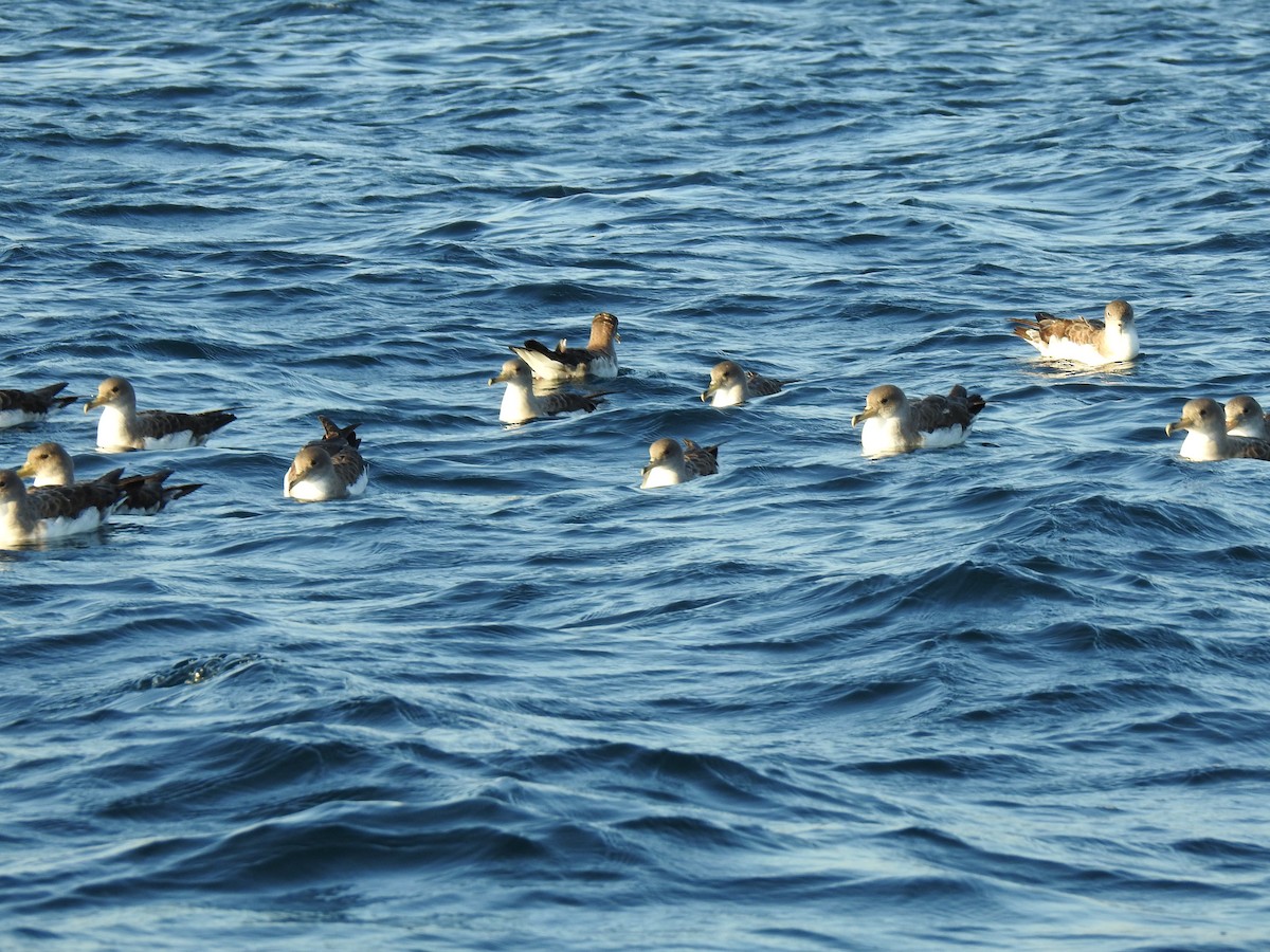 Cory's/Scopoli's Shearwater - ML609849268