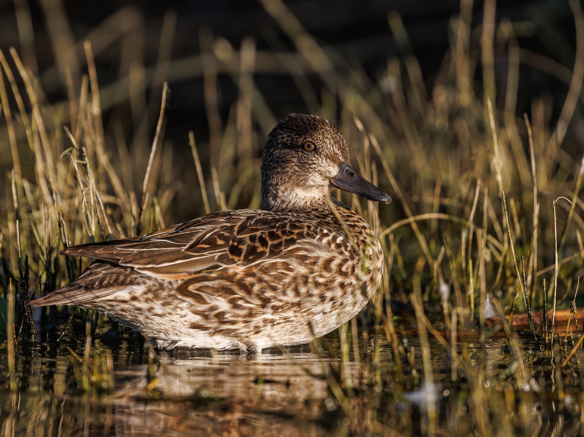 Green-winged Teal - Chezy Yusuf