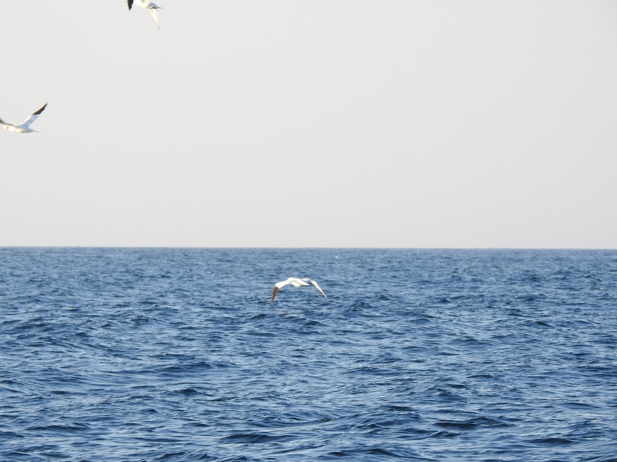 Northern Gannet - ML609849287
