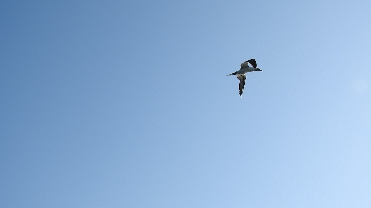 Northern Gannet - ML609849295